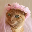 murknotcat