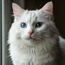 black_jack5671
