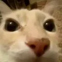 skibidipig