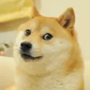 doge_glazer. avatar