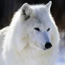 volkkhronik_59326