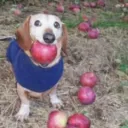 Аватар kapen0199