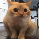 Rani