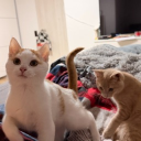 avatar Shadow_Schnepfi