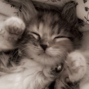 avatar ˖ ֹ੭୧ soup ⸝⸝.ᐟ⋆