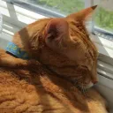 mangoreggie