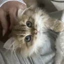 schnurrrhaar