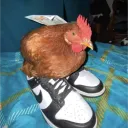 wingdude