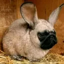 Аватар homyak126