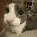 chomikfan