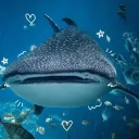 justarandomshark