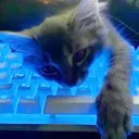 cat.developer