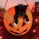 cat.developer