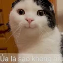 ng.hoanghai avatar