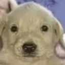 joshua101.0_98447 avatar