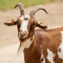 the_real_g.o.a.t