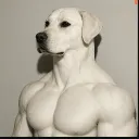 𝐏𝐀𝐋𝐄𝐗