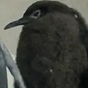 bris_disco