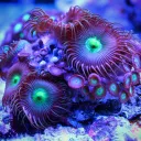reefz13