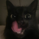 avatar лапуля🐾