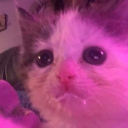 avatar ♡𝔍𝔞𝔳𝔦𝔱𝔲♡