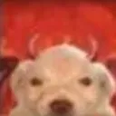 elpepe01570 avatar
