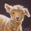 mrsheep79