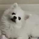 qpzmsrj