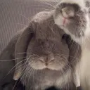 conejodjx