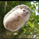 0fflinexd