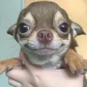 tboycxre