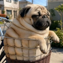 avatar ꧁⪻♛☾↳⊙ω♫☂⑂⪼꧂