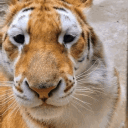 avatar ‱♪ㄒㄖꮆ乇尺⌀⌂