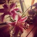 hellapella_