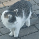 avatar Agaaataaaaaaaaaa