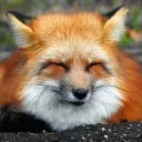cheekitsune