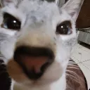 .vulture_ avatar