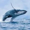 superwhales