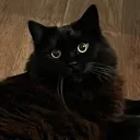 zoomiewoomie