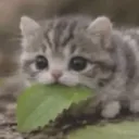 jvstflower