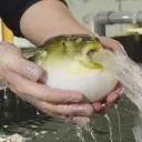 gogoboms
