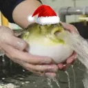 gogoboms