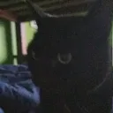 chatterteeth