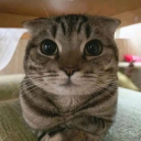 avatar Mol10n/m1cha3l