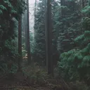 miktiko