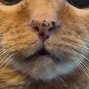 kitty_kins