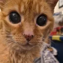 kitty_kins