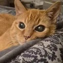 kitty_kins
