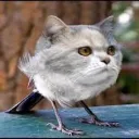 Аватар pufflethewaffle