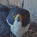 avatar Crikey / Immer